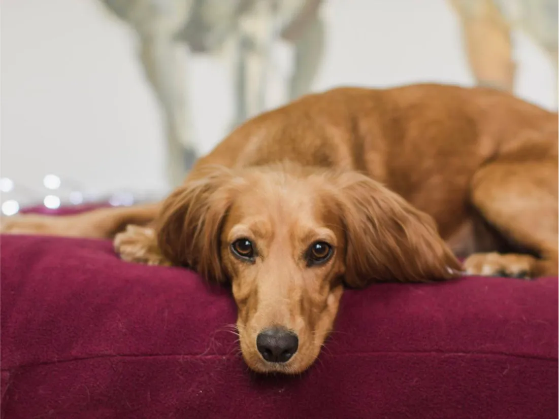 Fleece Dog Bed Covers